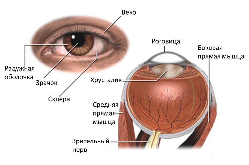 Структура глаза человека фото