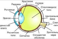 Строение глаза