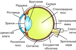Внутреннее строение глаза