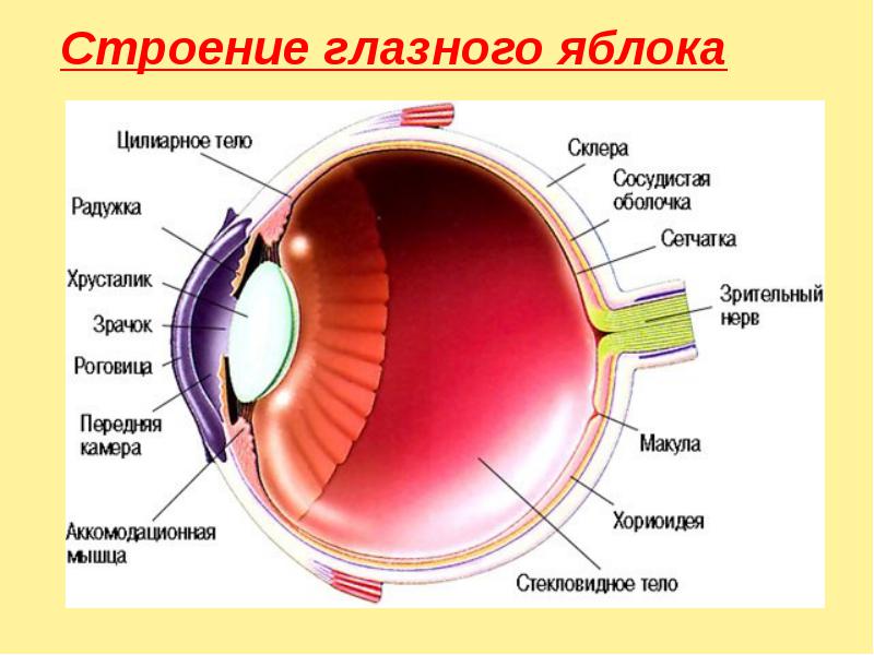 Глаз в разрезе схема